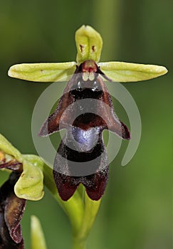 Fly Orchid closeup