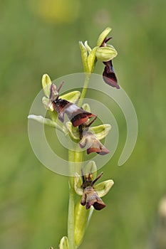 Fly Orchid - Ophrys insectifera