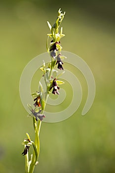 The fly orchid, Ophrys insectifera