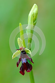 Fly Orchid, Ophrys insectifera, flowering European terrestrial wild orchid, nature habitat, detail of bloom, green clear