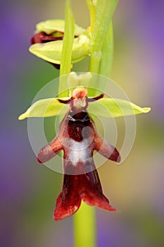 Fly Orchid, Ophrys insectifera, flowering European terrestrial wild orchid, nature habitat, detail of bloom, green and violet clea