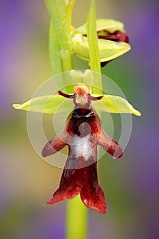 Fly Orchid, Ophrys insectifera, flowering European terrestrial wild orchid, nature habitat, detail of bloom, green and violet clea