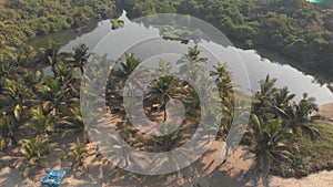 Fly over palm trees. Reveal of sweet lake and Arambol beach. Goa, India