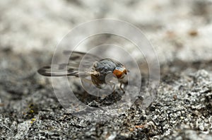 Fly, Palloptera umbellatarum on aspen bark