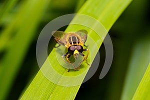 A fly perched on a blade of grass