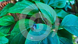 a fly perched on a green leaf