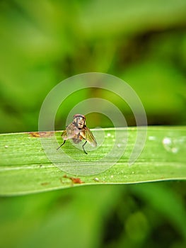 A fly is perched on the leaves, this insect can transmit disease