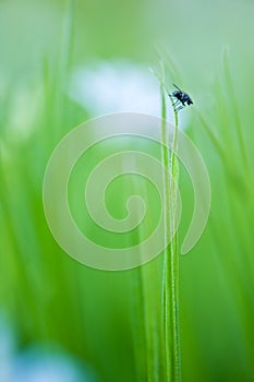 Fly perching on blade of grass.