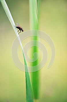 Fly perching on blade of grass.