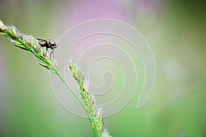 Fly perching on blade of grass.