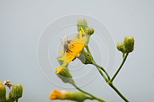 Fly on perennial sowthistle in bloom closeup view with blue blurred background