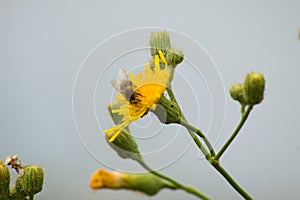 Fly on perennial sowthistle in bloom closeup view with selective focus on foreground