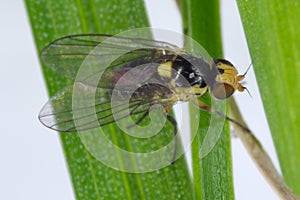 Fly of Phytomyza rufipes Diptera, Agromyzidae is pest od Brassicaceae e.g mustard, rapeseed, cabbage, cauliflower, broccoli,