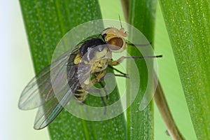 Fly of Phytomyza rufipes Diptera, Agromyzidae is pest od Brassicaceae e.g mustard, rapeseed, cabbage, cauliflower, broccoli,