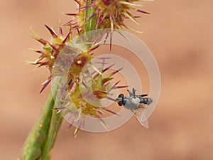 Fly Pierced Through By Pricker Plant 1