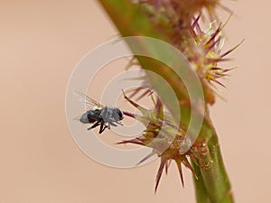 Fly Pierced Through By Pricker Plant 2