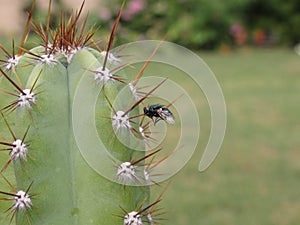 Fly pierced by a thorn