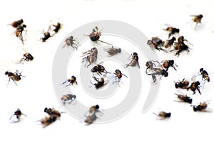 Fly, pile fly, many the bulk of the flies fly dead on white ground, flies are carriers of typhoid tuberculosis selective focus