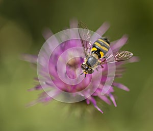 Fly on pink clover flower