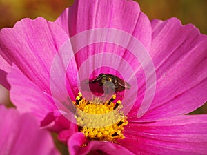 Fly on pink flower with yellow center