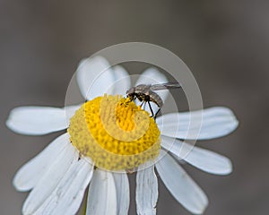 Fly and pollen on a wildflower