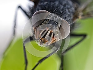 Fly portrait