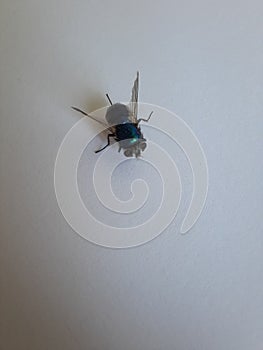 Fly with pretty colors