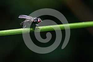 A fly in profile