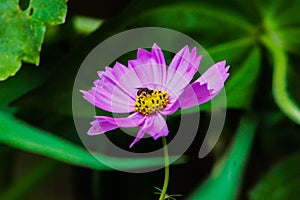 Fly on a Purple Cosmos Flower
