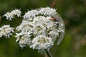 A fly on a Queen Anne`s Lace