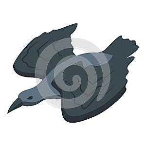 Fly raven icon isometric vector. Crow bird