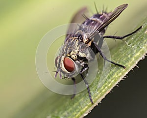 Fly red eyes extreme closeup photo - Fly red eyes macro photo