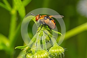 Fly with red eyes on a leaf