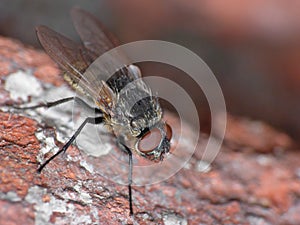 Fly with Red Eyes - Macro Photography - UK