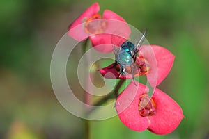 Fly on red flower