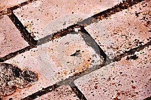 Fly resting on the cobblestone floor, Spain photo