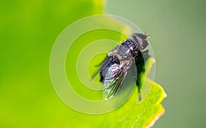 A fly resting on a green leaf