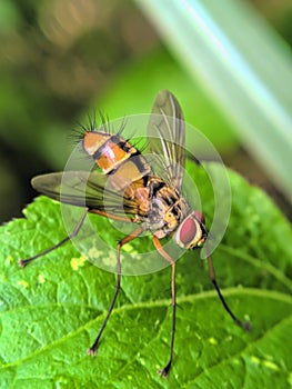 A fly resting on green leaf