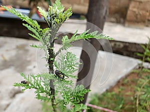 A fly resting on a green plant's branches with tiny black pest feeding and harming the plant