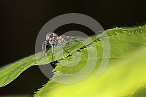 Fly resting on a leaf at Belding Preserve, Vernon, Connecticut.