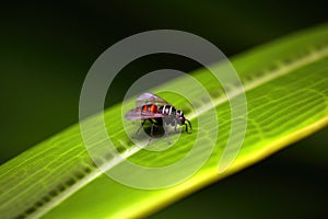 fly resting on a leaf, unaware of the hidden frog nearby