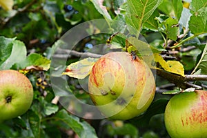 Fly on a ripe apple on the branch