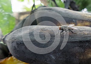 Fly on ripen banana