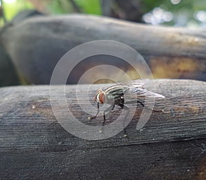 Fly on ripen banana