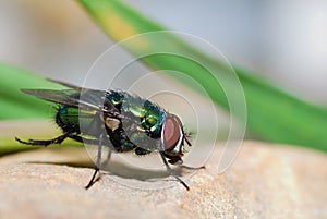 Fly on a rock