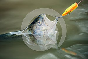 Fly rod and reel with a brown trout from a stream. Fisherman and trophy trout. Fly fishing.