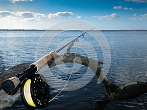 Fly Rod and Reel on Old Mangrove