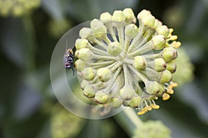 Fly rubbing its legs on flower