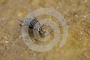 Fly`s being attracted to sweet mango toffee