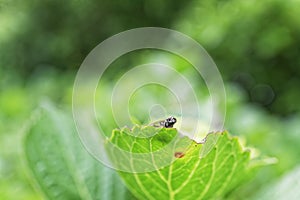A fly\'s compound eyes looks over the tip of a leaf